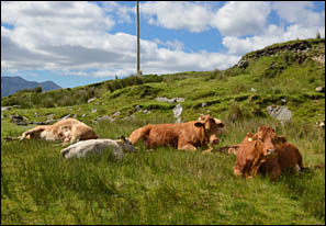 Kühe im Inagh Valley