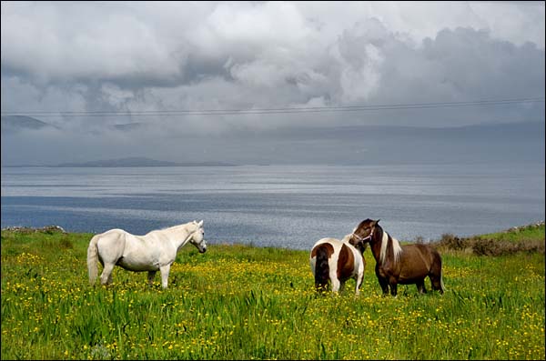 Pferde auf der Renvyle Peninsula, County Galway, © 2012 Juergen Kullmann