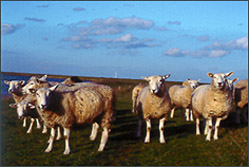 Schafe, Irland, © 2000 Juergen Kullmann