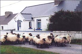 Inishbofin, © 2006 Juergen Kullmann