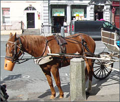 Kutsche in Dublin, © 2010 Dieter Herlemann