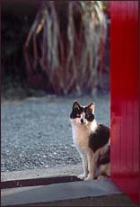 Cottage Cat, © 2007 Juergen Kullmann