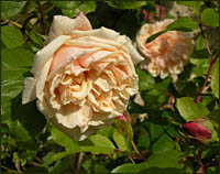 Donegal Rose, © 2010 Juergen Kullmann