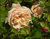 Donegal Rose, © 2010 Juergen Kullmann