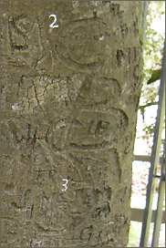 Autograph Tree, © 2011 Juergen Kullmann