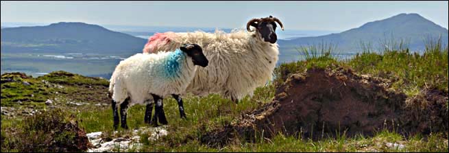Schafe auf dem Mám Ean Pass, © 2014 Juergen Kullmann