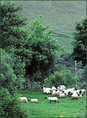 Tal der Gefangenen, Irland, Leenaun, © 2007 Juergen Kullmann